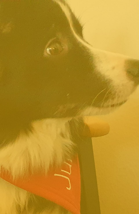 Tiergestützte Therapie